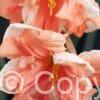 Narcissus Apricot Whirl