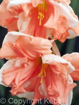 Narcissus Apricot Whirl