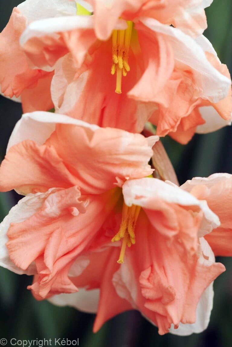 Narcissus Apricot Whirl