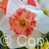 Narcissus Candy Princess