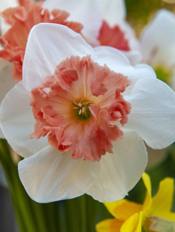 Narcissus Candy Princess
