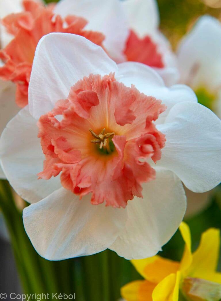 Narcissus Candy Princess