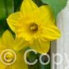 Narcissus Carlton