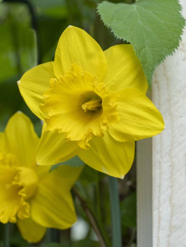 Narcissus Carlton