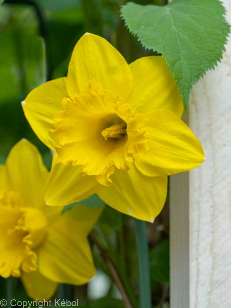 Narcissus Carlton