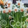 Narcissus Cool Flame