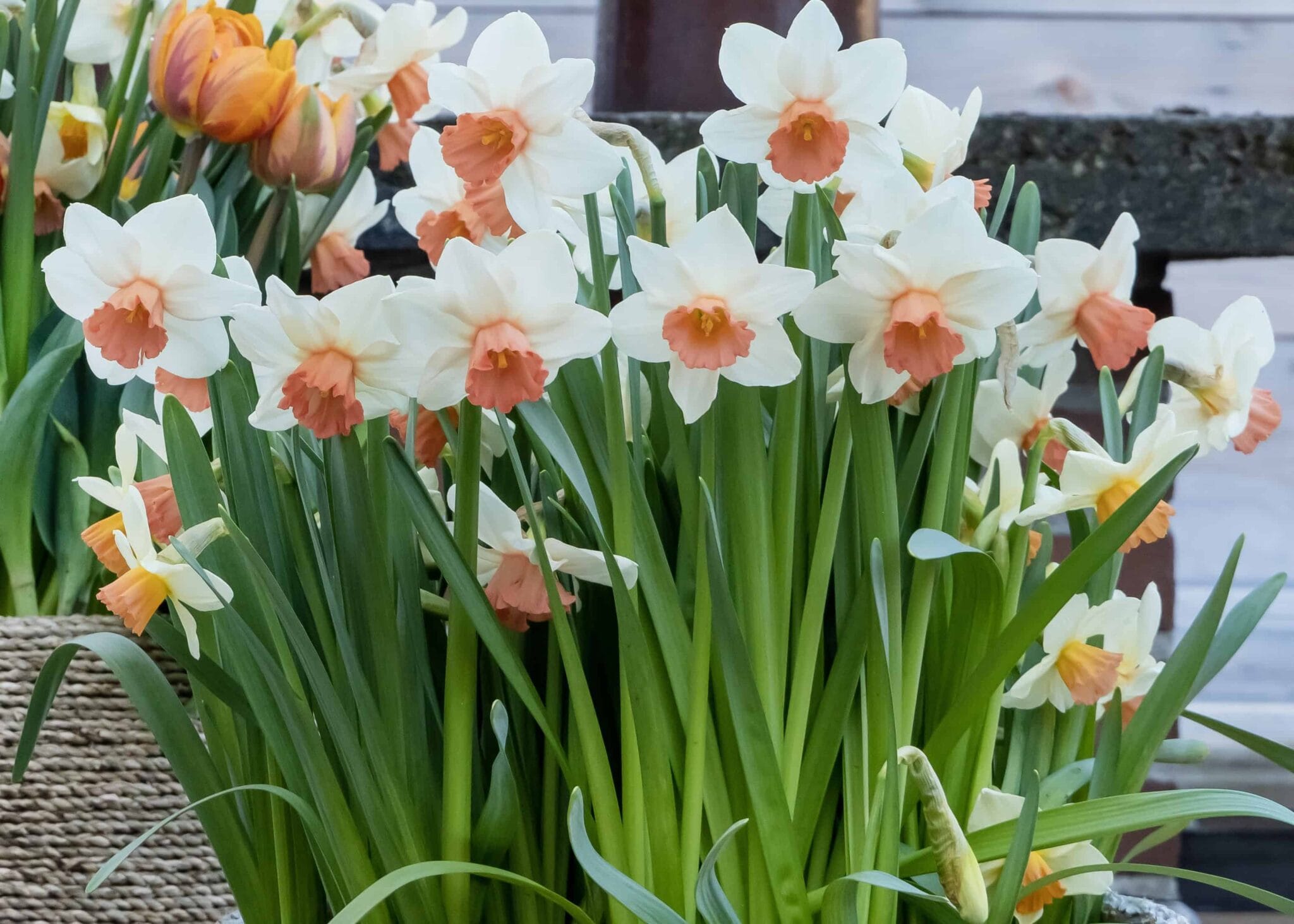 Narcissus Cool Flame