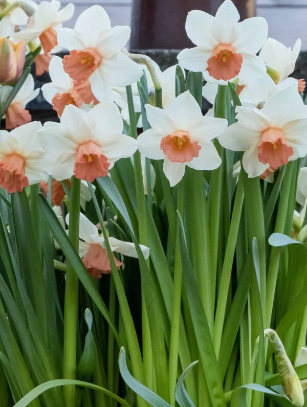 Narcissus Cool Flame