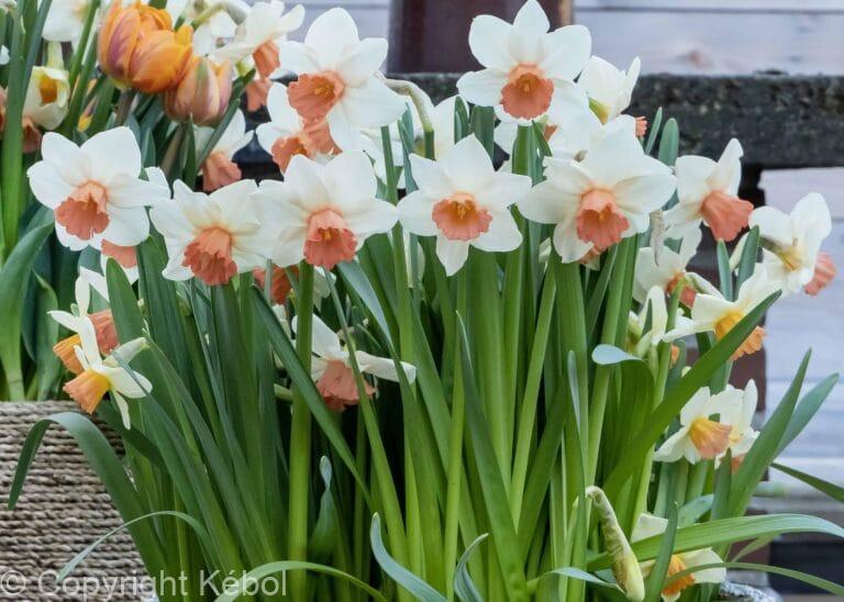 Narcissus Cool Flame