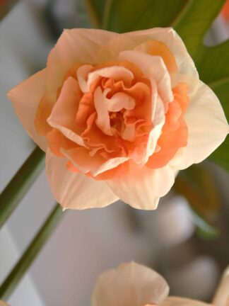 Narcissus Delnashaugh