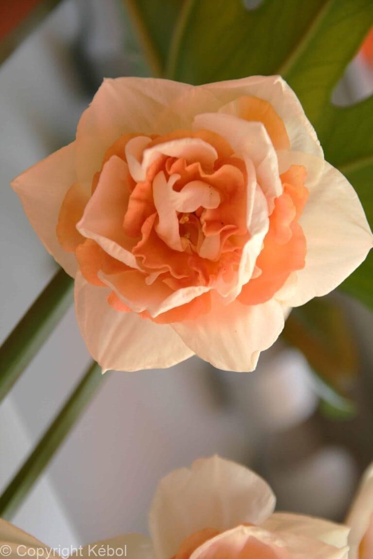 Narcissus Delnashaugh