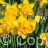 Narcissus Dick Wilden