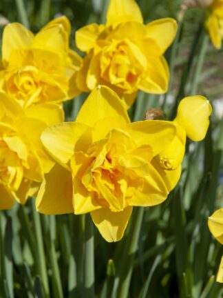 Narcissus Dick Wilden