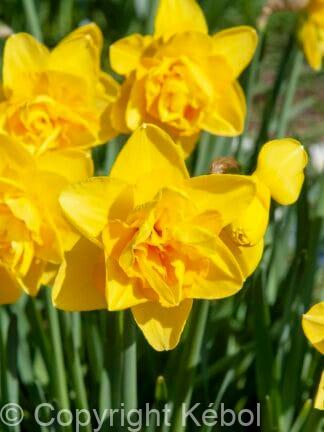 Narcissus Dick Wilden