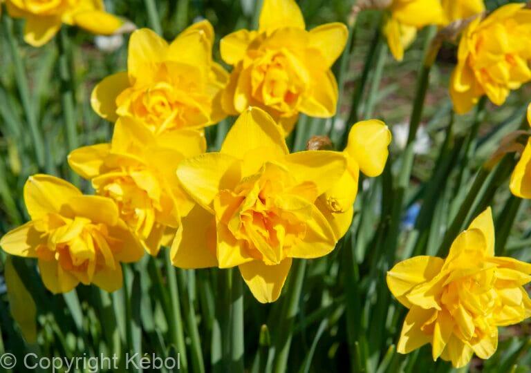 Narcissus Dick Wilden