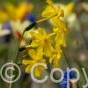 Narcissus Diego