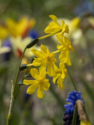 Narcissus Diego