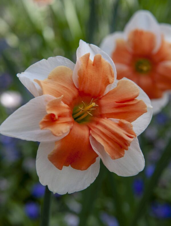 Narcissus Electrus