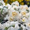 Narcissus Erlicheer