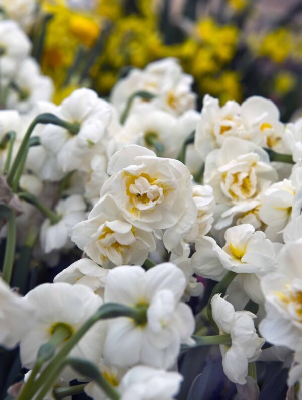 Narcissus Erlicheer