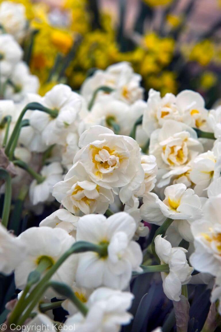 Narcissus Erlicheer