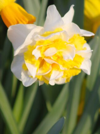 Narcissus Full House