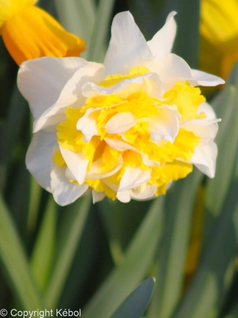 Narcissus Full House