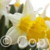 Narcissus Ice Follies