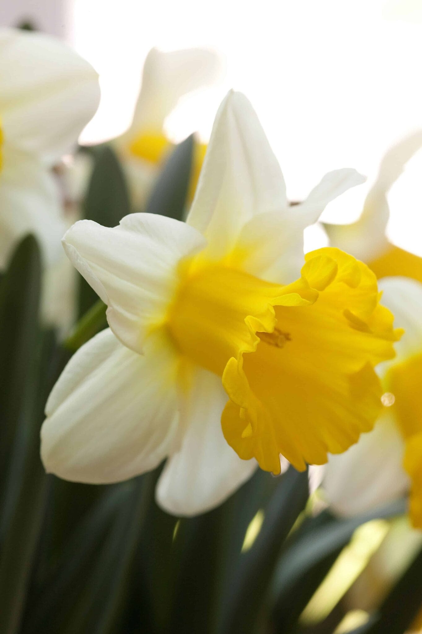 Narcissus Ice Follies