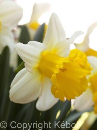 Narcissus Ice Follies
