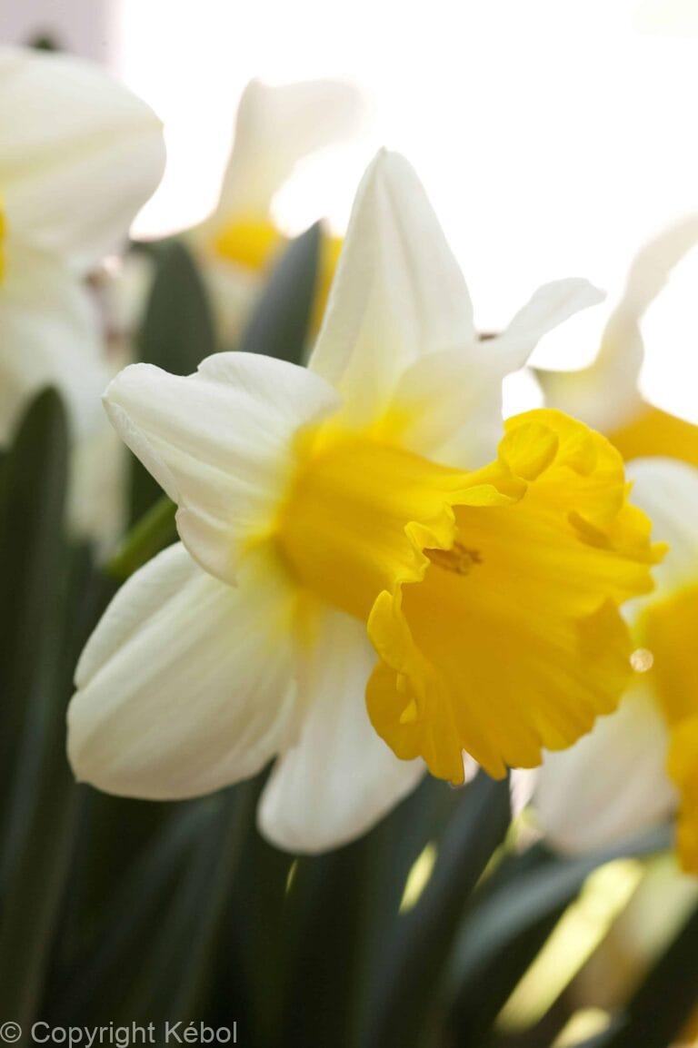 Narcissus Ice Follies