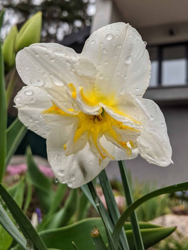 Narcissus Lemon Beauty