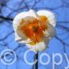 Narcissus Love Call