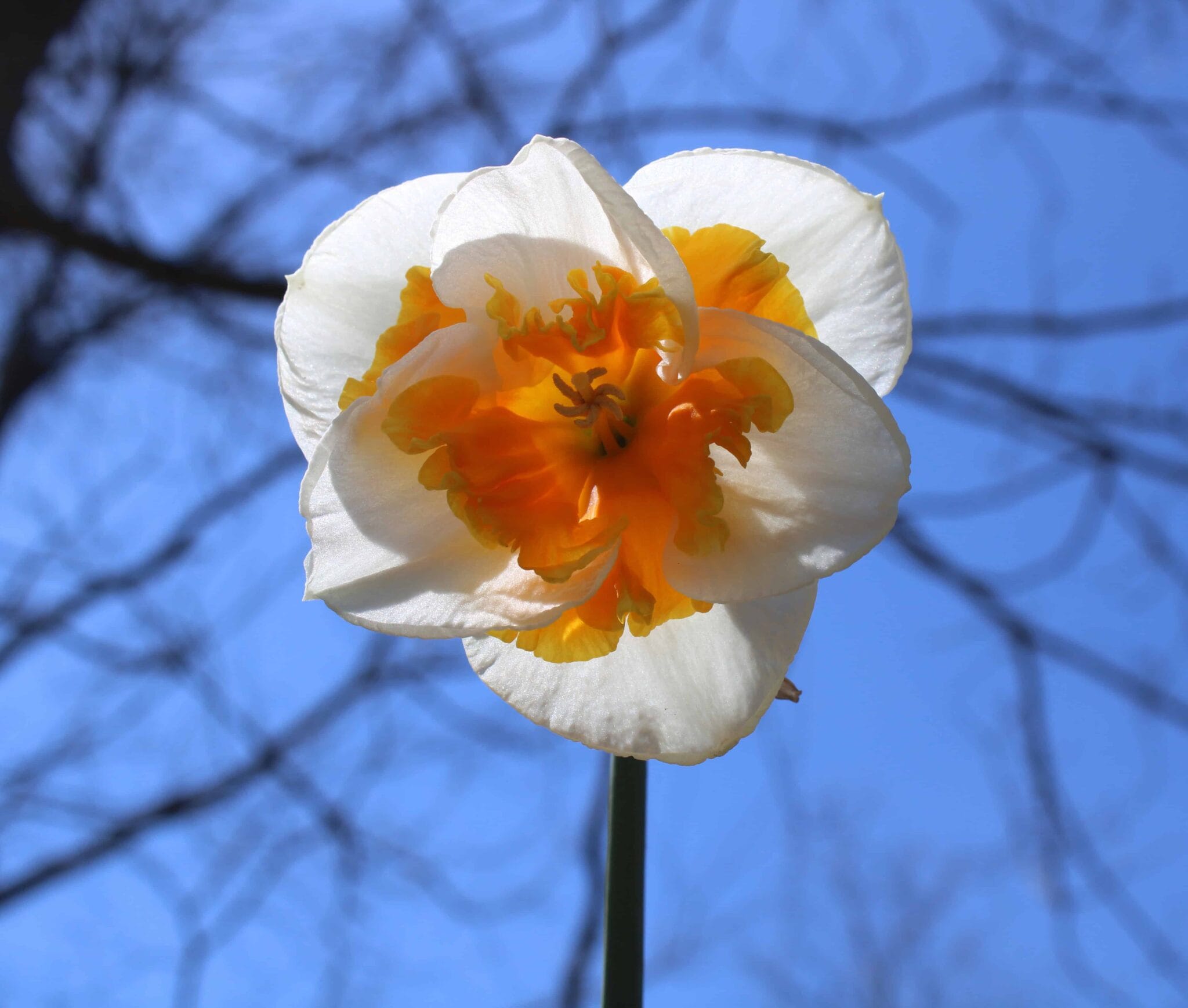 Narcissus Love Call