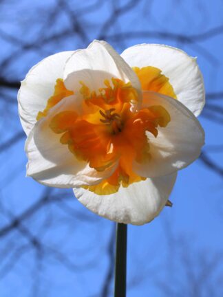 Narcissus Love Call
