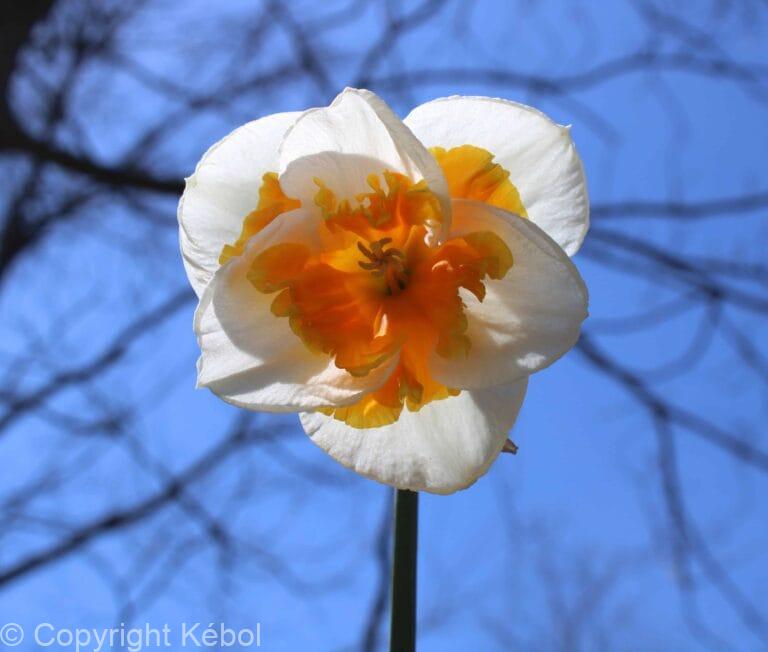 Narcissus Love Call