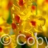 Narcissus Martinette