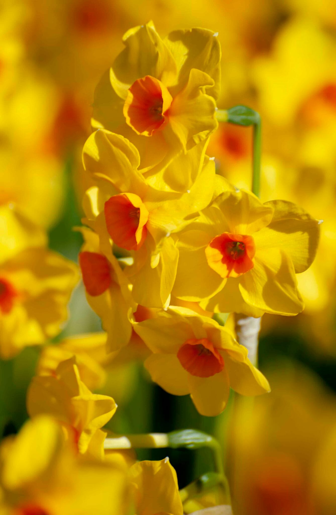 Narcissus Martinette