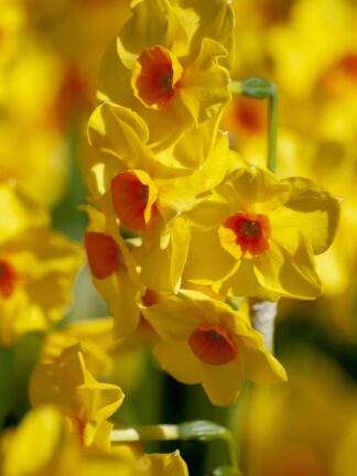 Narcissus Martinette