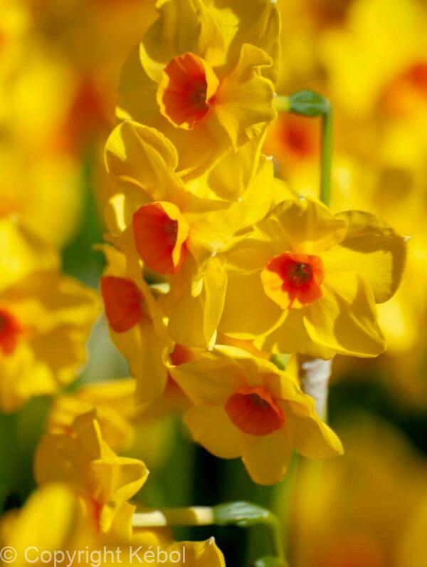 Narcissus Martinette
