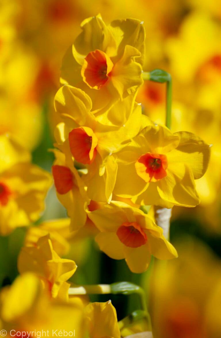Narcissus Martinette