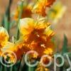 Narcissus Mondragon