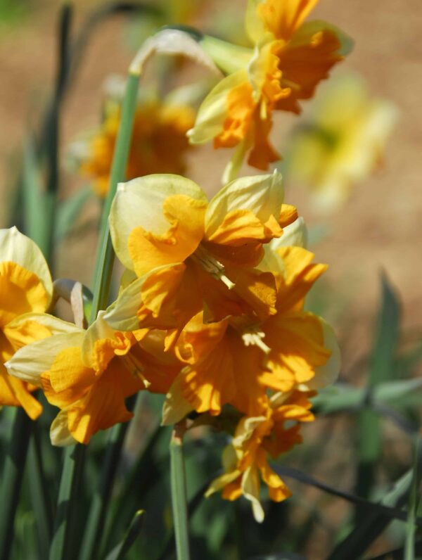 Narcissus Mondragon