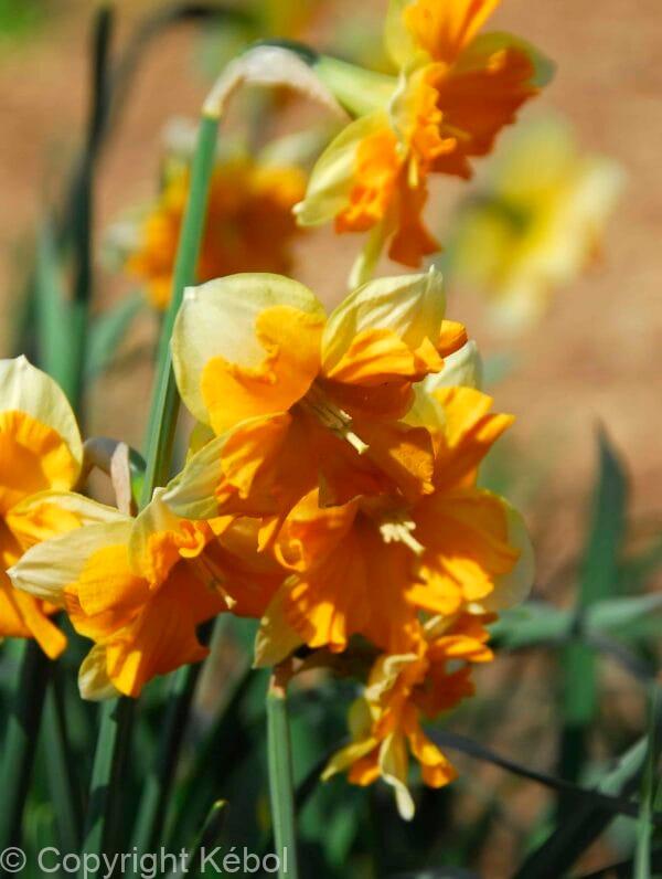 Narcissus Mondragon