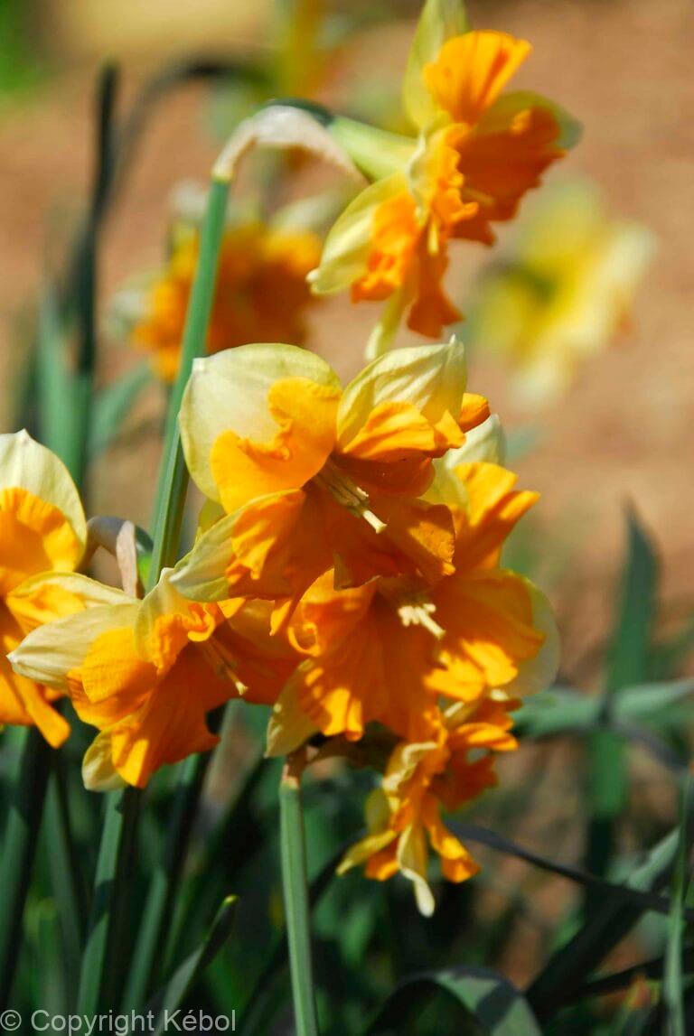Narcissus Mondragon