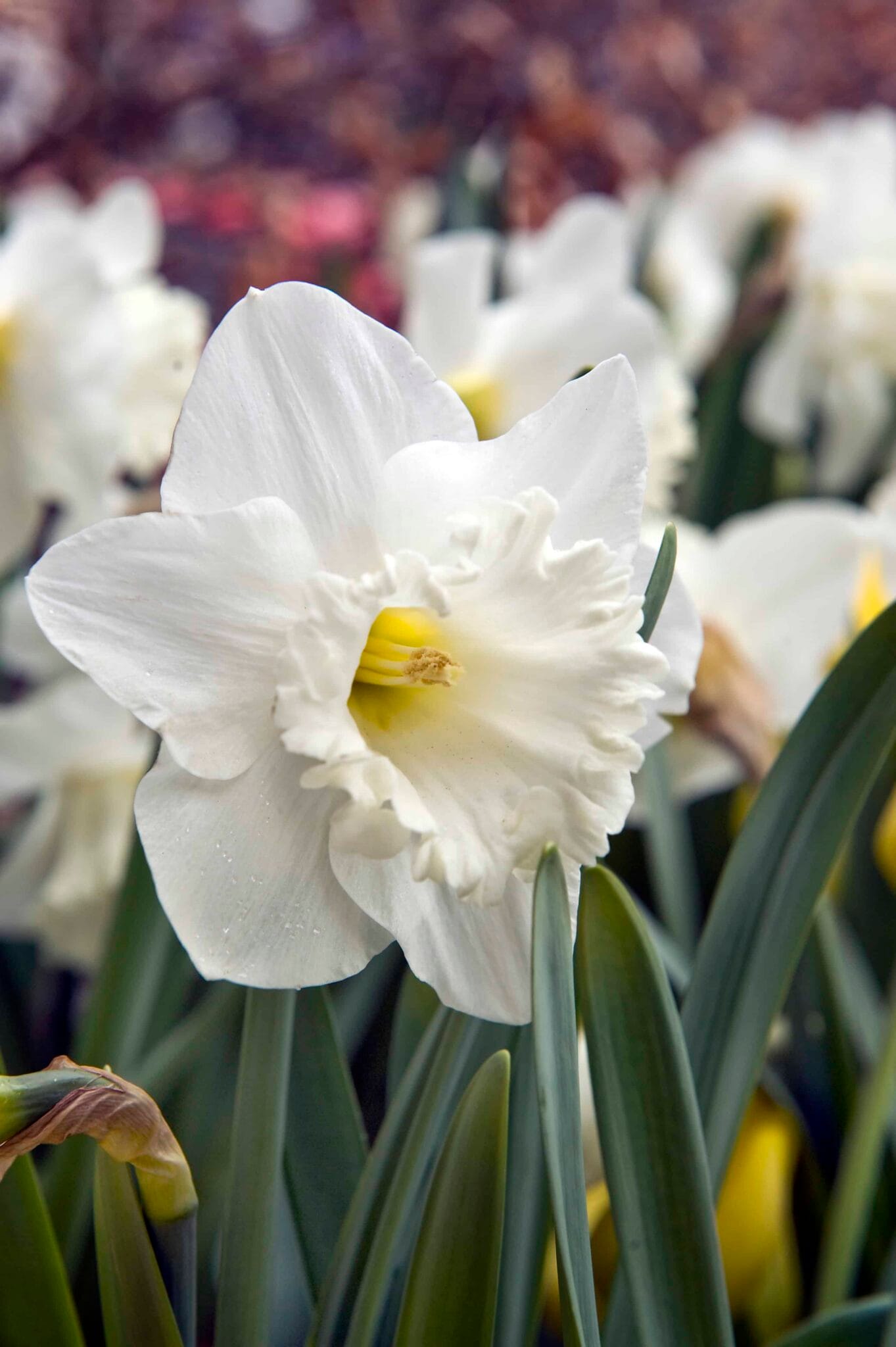 Narcissus Mount Hood