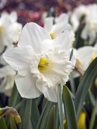 Narcissus Mount Hood