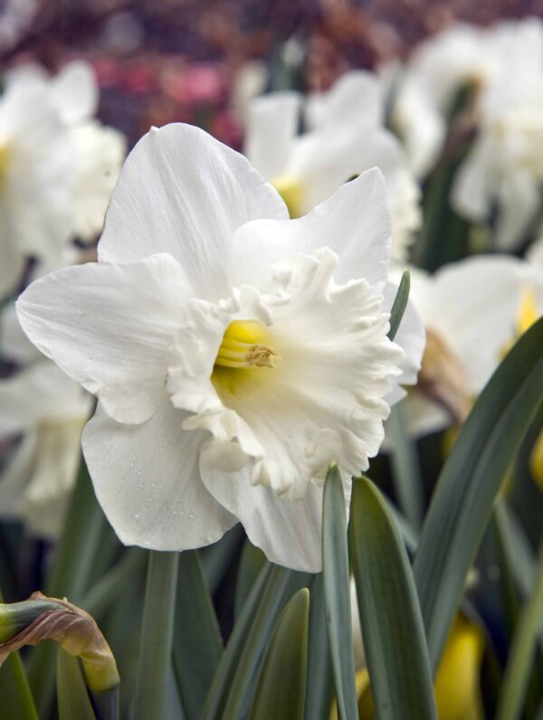 Narcissus Mount Hood