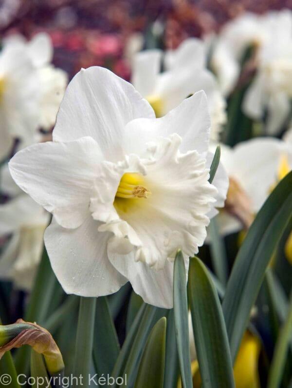 Narcissus Mount Hood