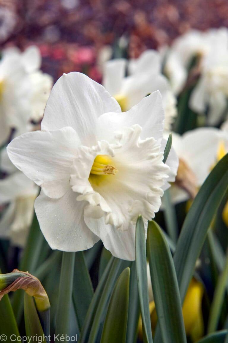 Narcissus Mount Hood